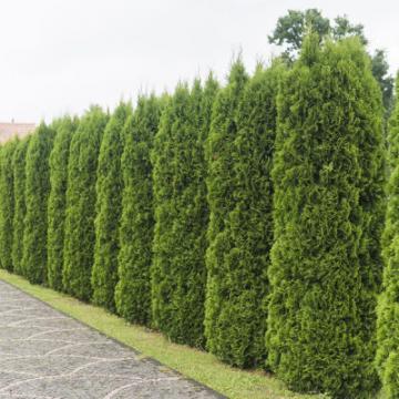 Vand tuia ieftin, Tratament tuia, De ce se usuca tuia, Pepiniera tuia, Tipuri de tuia, Cand se planteaza tuia