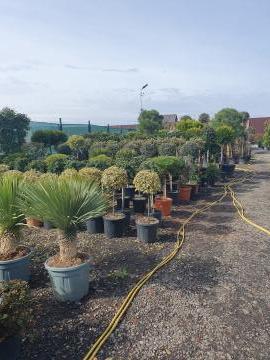 Amenajari gradini plante ornamentale Brasov Fagaras, plante ornamentale pentru gradina Brasov, amenajari spatii verzi Fagaras, plante ornamentale de vanzare 