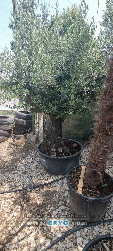 preturi arbore maslin, maslin in ghiveci, maslini de vanzare