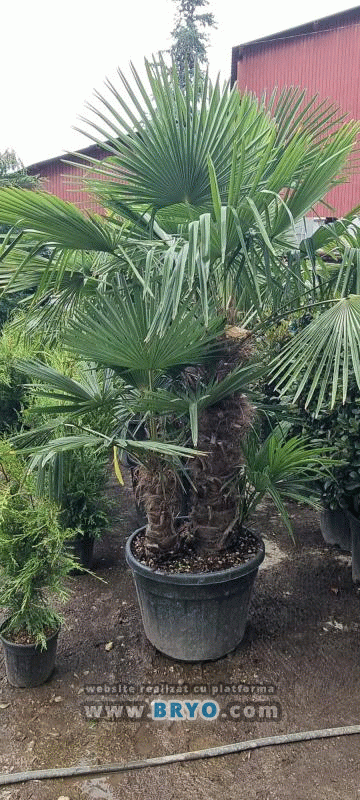 vanzare palmieri, preturi palmieri aclimatizati, pepiniera palmieri