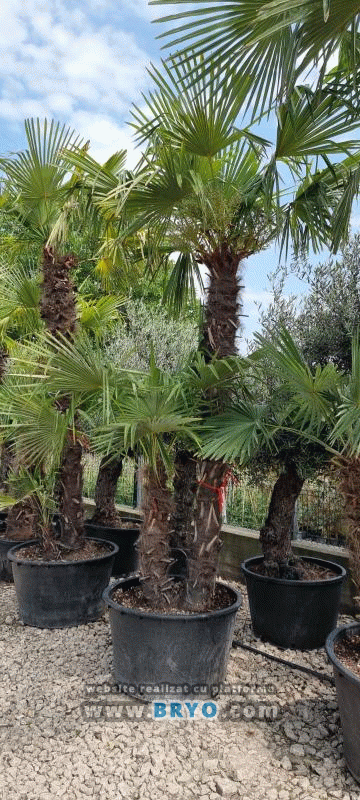 preturi palmieri, palmier rezistent la frig, palmieri la ghiveci