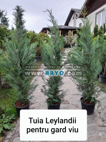 pepiniera Leylandi preturi, vanzare leylandi