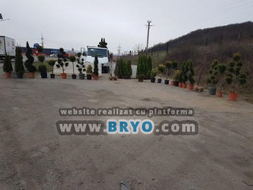 Tuia ieftina Pantelimon, livrare tuia Bucuresti, oferte tuia Otopeni- Livrare plante  ornamentale în toat? tara 