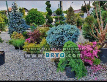 Tuia ieftina Pantelimon, livrare tuia Bucuresti, oferte tuia Otopeni- Livrare plante  ornamentale în toat? tara 