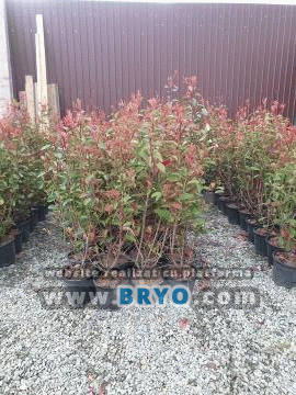 Photinia Red Robin gard viu Sibiu Targu Mures, photinia Red Robin de vanzare Sibiu, photinia Red Robin pret Targu Mures, photinia Red Robin oferte pret, photinia Red Robin vejnic verde livrare, photinia Red Robin ieftin