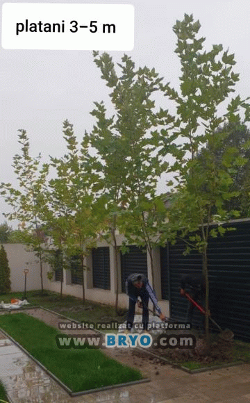 Pepiniera arbori foiosi, livrare in toata tara 