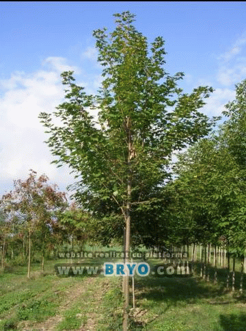 Pepiniera arbori foiosi, livrare in toata tara 