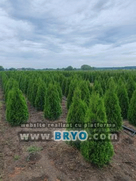 Tuia ieftina Pantelimon, livrare tuia Bucuresti, oferte tuia Otopeni- Livrare plante  ornamentale în toat? tara 