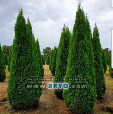 Tuia ieftina Pantelimon, livrare tuia Bucuresti, oferte tuia Otopeni- Livrare plante  ornamentale în toat? tara 