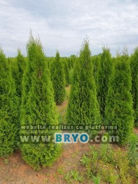 Tuia ieftina Pantelimon, livrare tuia Bucuresti, oferte tuia Otopeni- Livrare plante  ornamentale în toat? tara 
