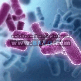 e coli, salmonella, listeria, forom, ħmira, analiżi mikrobijoloġika