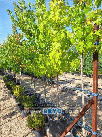 pret Liquidambar pepiniera, livrare si plantat Liquidambar ieftin Calarasi Giurgiu