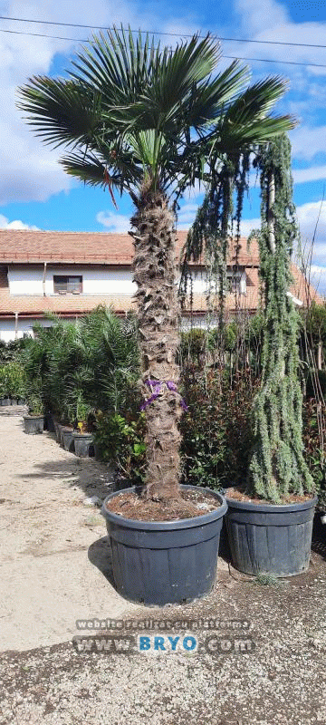 livrare palmieri ieftini la Eforie Nord, preturi palmieri vanzare de palmieri gradini vile la mare, palmieri hoteluri Mamaia Nord