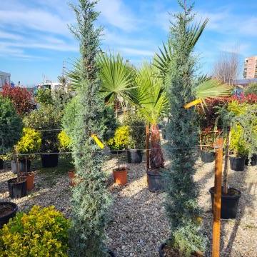 vanzare plante amenajare gradini preturi, oferte plante de amenajare gradina vanzare, cele mai frumoase plante de pepiniera