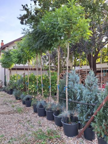 vanzare plante amenajare gradini preturi, oferte plante de amenajare gradina vanzare, cele mai frumoase plante de pepiniera