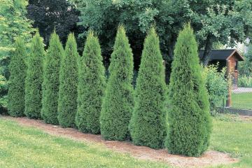 pepiniera tuia, amenajare gradini cu tuia Sector 1 2 3 4 5 6, livrare tuia Bucuresti, Mogosoaia plantare tuia