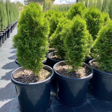 pepiniera tuia, amenajare gradini cu tuia Sector 1 2 3 4 5 6, livrare tuia Bucuresti, Mogosoaia plantare tuia
