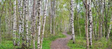pepiniera mesteacan Bujcuresti Ilfov, preturi mesteceni gradina, mesteacan ieftin preturi Bucuresti Pitesti