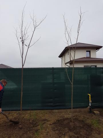 vanzare tei ieftini gradini, livrare tei la domiciliu, tei amenajari de gradini pret Bucuresti