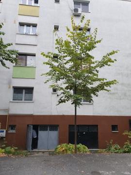 vanzare tei ieftini gradini, livrare tei la domiciliu, tei amenajari de gradini pret Bucuresti