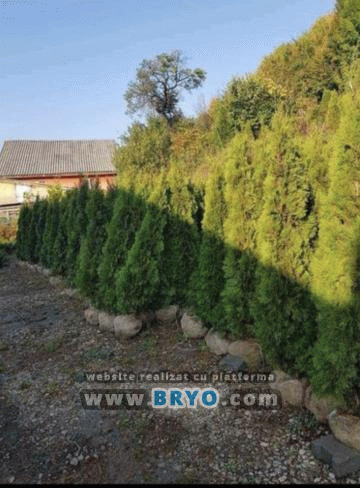 Plante amenajari gradini, livrare de plante gradina in toata tara, Livrare plante amenajari gradini in toata tara - Tuia, pret brazi, preturi Ienuperi, platani pepiniera, mesteceni, livrare tei, oferte pini, firme vanzare fagi, carpeni, stejari, brad argintiu, brazi verzi, platan ieftin, mesteacan, pin de vanzare, carpen pepiniere, stejar de gradina,
