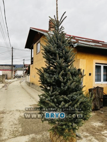 • Vand plante ornamentale de orice specie la pret de producator. • Livrez cu masini personale oriunde în țară orice cantitate de plante de la 1 buc la 100 buc • Livrarea se face fără avans ( plata la livrare ) • Trimit poze înainte de livrare cu plantele exacte care vor fi trimise, daca nu corespund aveți posibilitatea de a refuza comanda. • Prețul diferă în funcție de specie si dimensiune si se discuta la telefon.