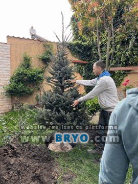 Plante amenajari gradini, livrare de plante gradina in toata tara, Livrare plante amenajari gradini in toata tara - Tuia, pret brazi, preturi Ienuperi, platani pepiniera, mesteceni, livrare tei, oferte pini, firme vanzare fagi, carpeni, stejari, brad argintiu, brazi verzi, platan ieftin, mesteacan, pin de vanzare, carpen pepiniere, stejar de gradina,