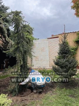 Plante amenajari gradini, livrare de plante gradina in toata tara, Livrare plante amenajari gradini in toata tara - Tuia, pret brazi, preturi Ienuperi, platani pepiniera, mesteceni, livrare tei, oferte pini, firme vanzare fagi, carpeni, stejari, brad argintiu, brazi verzi, platan ieftin, mesteacan, pin de vanzare, carpen pepiniere, stejar de gradina,