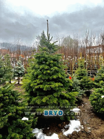 Plante amenajari gradini, livrare de plante gradina in toata tara, Livrare plante amenajari gradini in toata tara - Tuia, pret brazi, preturi Ienuperi, platani pepiniera, mesteceni, livrare tei, oferte pini, firme vanzare fagi, carpeni, stejari, brad argintiu, brazi verzi, platan ieftin, mesteacan, pin de vanzare, carpen pepiniere, stejar de gradina,