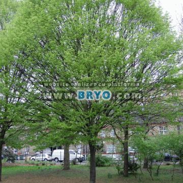 livrare carpeni in Sibiu Cluj Oradea, preturi carpeni rosii Alba Arad Sinaia Ploiesti