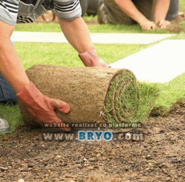 Plante amenajari gradini, livrare de plante gradina in toata tara, Livrare plante amenajari gradini in toata tara - Tuia, pret brazi, preturi Ienuperi, platani pepiniera, mesteceni, livrare tei, oferte pini, firme vanzare fagi, carpeni, stejari, brad argintiu, brazi verzi, platan ieftin, mesteacan, pin de vanzare, carpen pepiniere, stejar de gradina,