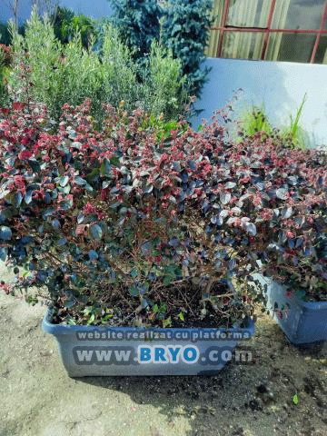 cea mai frumoasa jardiniera pret, oferte jardiniere vanzari, oferte 
