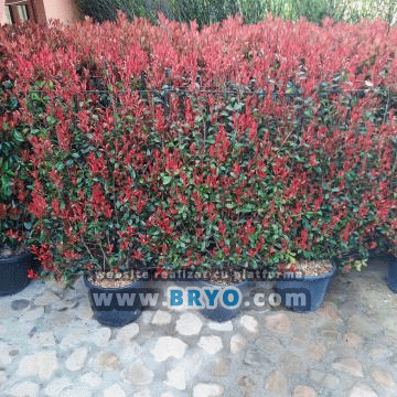 vanzare de jardiniere curti hotel pensiune vila Mamaia Constanta, jardiniere ieftine Bucuresti