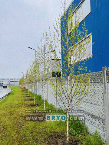 Plante amenajari gradini, livrare de plante gradina in toata tara, Livrare plante amenajari gradini in toata tara - Tuia, pret brazi, preturi Ienuperi, platani pepiniera, mesteceni, livrare tei, oferte pini, firme vanzare fagi, carpeni, stejari, brad argintiu, brazi verzi, platan ieftin, mesteacan, pin de vanzare, carpen pepiniere, stejar de gradina,