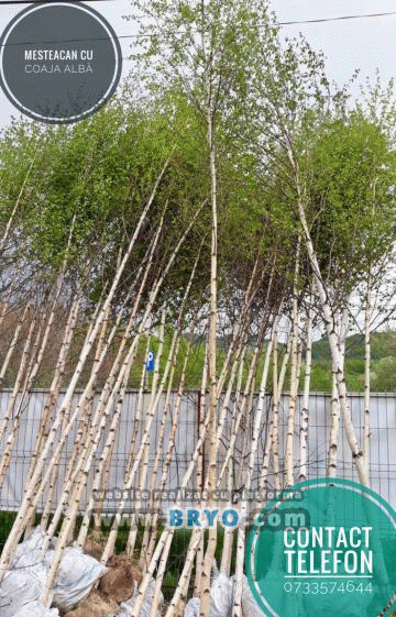 Plante amenajari gradini, livrare de plante gradina in toata tara, Livrare plante amenajari gradini in toata tara - Tuia, pret brazi, preturi Ienuperi, platani pepiniera, mesteceni, livrare tei, oferte pini, firme vanzare fagi, carpeni, stejari, brad argintiu, brazi verzi, platan ieftin, mesteacan, pin de vanzare, carpen pepiniere, stejar de gradina,