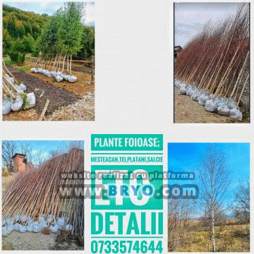 Plante amenajari gradini, livrare de plante gradina in toata tara, Livrare plante amenajari gradini in toata tara - Tuia, pret brazi, preturi Ienuperi, platani pepiniera, mesteceni, livrare tei, oferte pini, firme vanzare fagi, carpeni, stejari, brad argintiu, brazi verzi, platan ieftin, mesteacan, pin de vanzare, carpen pepiniere, stejar de gradina,