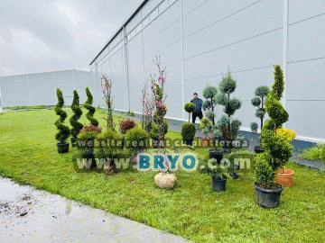 Plante amenajari gradini, livrare de plante gradina in toata tara, Livrare plante amenajari gradini in toata tara - Tuia, pret brazi, preturi Ienuperi, platani pepiniera, mesteceni, livrare tei, oferte pini, firme vanzare fagi, carpeni, stejari, brad argintiu, brazi verzi, platan ieftin, mesteacan, pin de vanzare, carpen pepiniere, stejar de gradina,