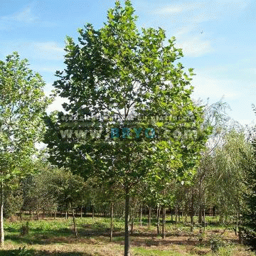 Platani livrare si plantare gradina, platani curte Bucuresti preturi