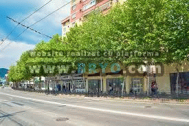 platani pentru parcuri, vanzare platan pepiniera preturi