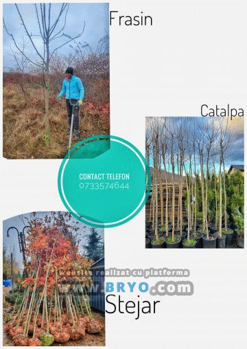 Plante amenajari gradini, livrare de plante gradina in toata tara, Livrare plante amenajari gradini in toata tara - Tuia, pret brazi, preturi Ienuperi, platani pepiniera, mesteceni, livrare tei, oferte pini, firme vanzare fagi, carpeni, stejari, brad argintiu, brazi verzi, platan ieftin, mesteacan, pin de vanzare, carpen pepiniere, stejar de gradina,
