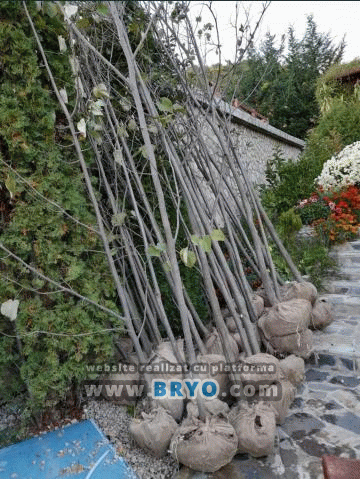 Plante amenajari gradini, livrare de plante gradina in toata tara, Livrare plante amenajari gradini in toata tara - Tuia, pret brazi, preturi Ienuperi, platani pepiniera, mesteceni, livrare tei, oferte pini, firme vanzare fagi, carpeni, stejari, brad argintiu, brazi verzi, platan ieftin, mesteacan, pin de vanzare, carpen pepiniere, stejar de gradina,