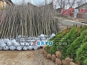 Plante amenajari gradini, livrare de plante gradina in toata tara, Livrare plante amenajari gradini in toata tara - Tuia, pret brazi, preturi Ienuperi, platani pepiniera, mesteceni, livrare tei, oferte pini, firme vanzare fagi, carpeni, stejari, brad argintiu, brazi verzi, platan ieftin, mesteacan, pin de vanzare, carpen pepiniere, stejar de gradina,