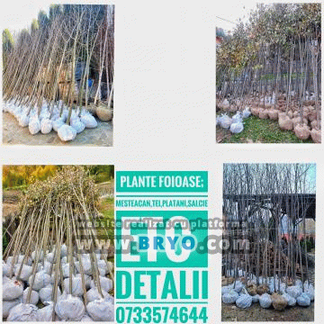 Plante amenajari gradini, livrare de plante gradina in toata tara, Livrare plante amenajari gradini in toata tara - Tuia, pret brazi, preturi Ienuperi, platani pepiniera, mesteceni, livrare tei, oferte pini, firme vanzare fagi, carpeni, stejari, brad argintiu, brazi verzi, platan ieftin, mesteacan, pin de vanzare, carpen pepiniere, stejar de gradina,