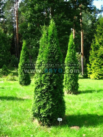 oferte tuia, plante tuia ieftine livrare acasa, tuia de pepiniera oferte