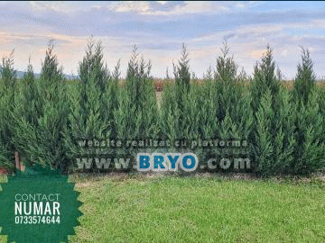 Plante amenajari gradini, livrare de plante gradina in toata tara, Livrare plante amenajari gradini in toata tara - Tuia, pret brazi, preturi Ienuperi, platani pepiniera, mesteceni, livrare tei, oferte pini, firme vanzare fagi, carpeni, stejari, brad argintiu, brazi verzi, platan ieftin, mesteacan, pin de vanzare, carpen pepiniere, stejar de gradina,
