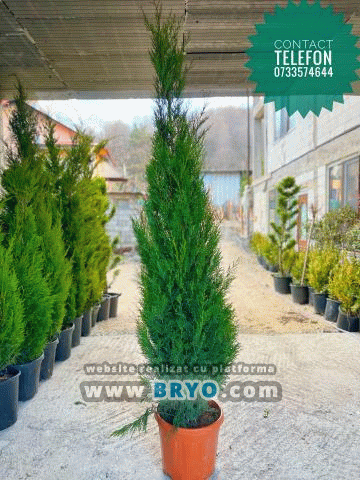 Plante amenajari gradini, livrare de plante gradina in toata tara, Livrare plante amenajari gradini in toata tara - Tuia, pret brazi, preturi Ienuperi, platani pepiniera, mesteceni, livrare tei, oferte pini, firme vanzare fagi, carpeni, stejari, brad argintiu, brazi verzi, platan ieftin, mesteacan, pin de vanzare, carpen pepiniere, stejar de gradina,