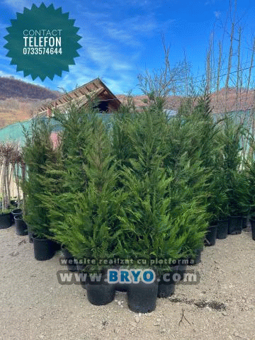 Plante amenajari gradini, livrare de plante gradina in toata tara, Livrare plante amenajari gradini in toata tara - Tuia, pret brazi, preturi Ienuperi, platani pepiniera, mesteceni, livrare tei, oferte pini, firme vanzare fagi, carpeni, stejari, brad argintiu, brazi verzi, platan ieftin, mesteacan, pin de vanzare, carpen pepiniere, stejar de gradina,