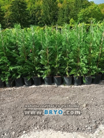 Plante amenajari gradini, livrare de plante gradina in toata tara, Livrare plante amenajari gradini in toata tara - Tuia, pret brazi, preturi Ienuperi, platani pepiniera, mesteceni, livrare tei, oferte pini, firme vanzare fagi, carpeni, stejari, brad argintiu, brazi verzi, platan ieftin, mesteacan, pin de vanzare, carpen pepiniere, stejar de gradina,