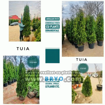 Plante amenajari gradini, livrare de plante gradina in toata tara, Livrare plante amenajari gradini in toata tara - Tuia, pret brazi, preturi Ienuperi, platani pepiniera, mesteceni, livrare tei, oferte pini, firme vanzare fagi, carpeni, stejari, brad argintiu, brazi verzi, platan ieftin, mesteacan, pin de vanzare, carpen pepiniere, stejar de gradina,