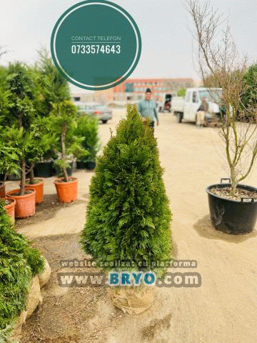 Plante amenajari gradini, livrare de plante gradina in toata tara, Livrare plante amenajari gradini in toata tara - Tuia, pret brazi, preturi Ienuperi, platani pepiniera, mesteceni, livrare tei, oferte pini, firme vanzare fagi, carpeni, stejari, brad argintiu, brazi verzi, platan ieftin, mesteacan, pin de vanzare, carpen pepiniere, stejar de gradina,